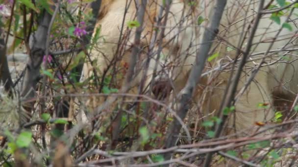 Rare White Kermode Spirit Bear Eats Seen Foreground Foliage — Stock Video