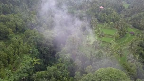 Flyover Niska Chmura Nad Bujnym Zielonym Ryżu Paddy Tarasy Bali — Wideo stockowe