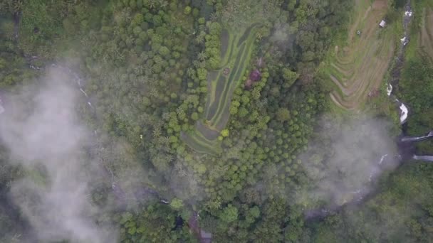 Vista Pájaro Terrazas Arroz Ladera Selva Lombok Indonesia — Vídeos de Stock