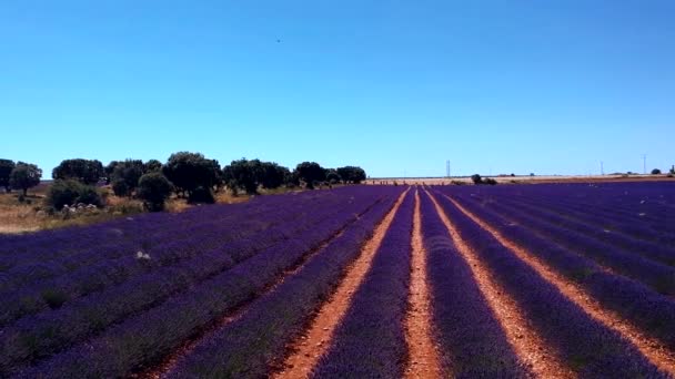 Colpo Aereo Campo Lavanda Vibrante Viola Con File Distinte Brihuega — Video Stock