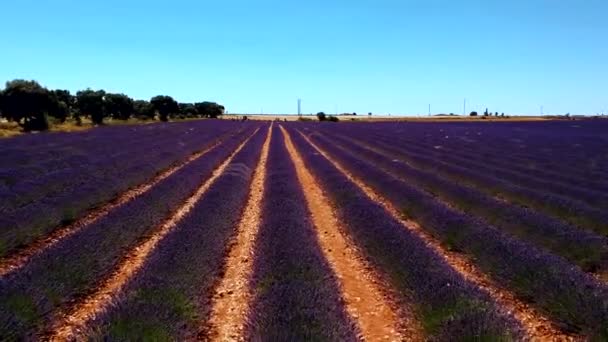 Volando Sobre Filas Púrpuras Flores Lavanda Flor Líneas Rectas — Vídeo de stock