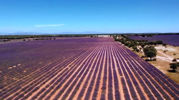 Countryside Scene Lavender Field Sunny Day Brihuega Spain Aerial — Vídeos de Stock