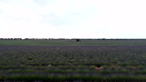 Flying Endless Rows Purple Lavender Fields Bright Sky — Vídeo de stock