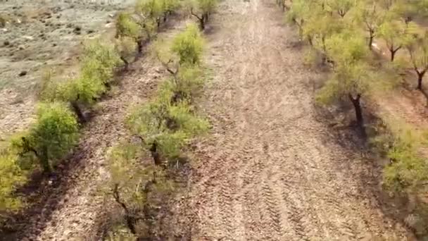 Aerial Dolly Right Field Almond Trees Sunny Day High Angle — Stock Video