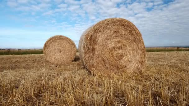 夏の晴れた暑い日にイングランドの畑で収穫したばかりの丸い干し草の湾 — ストック動画
