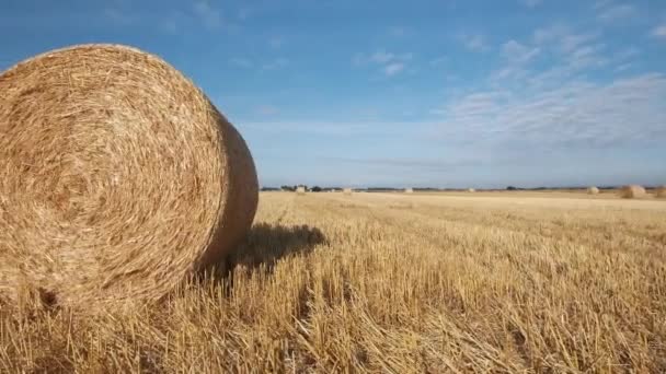 夏の晴れた暑い日にイングランドの畑で収穫したばかりの丸い干し草の湾 — ストック動画