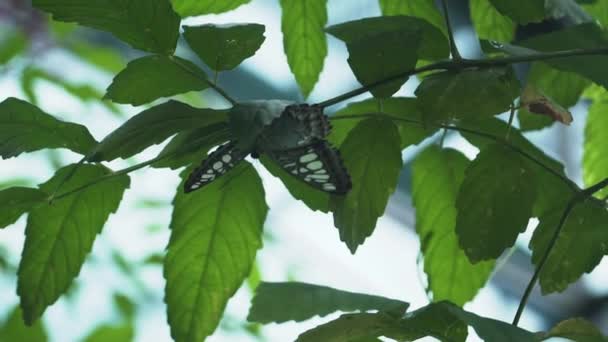 Blauer Clipper Schmetterling Auf Grünen Blättern Eines Baumes Selektiver Fokus — Stockvideo