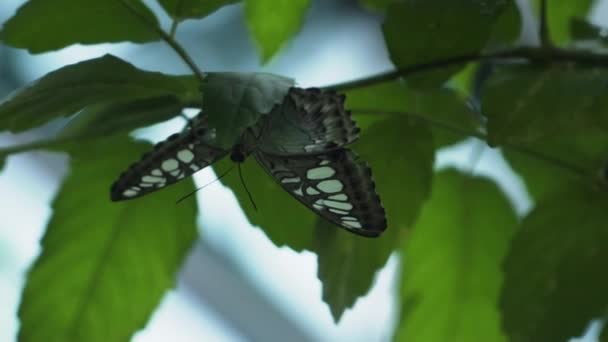 Parthenos Sylvia Butterfly Resting Green Foliage Крупный План — стоковое видео