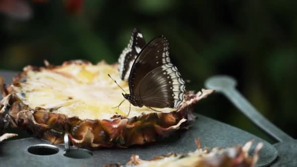 Ananasscheiben Mit Blauem Mondschmetterling Der Spitze Garden Sanctuary Nahaufnahme — Stockvideo
