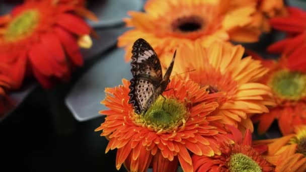 仙人掌蝴蝶属于Gerbera Daisy Flowers 靠近点 — 图库视频影像