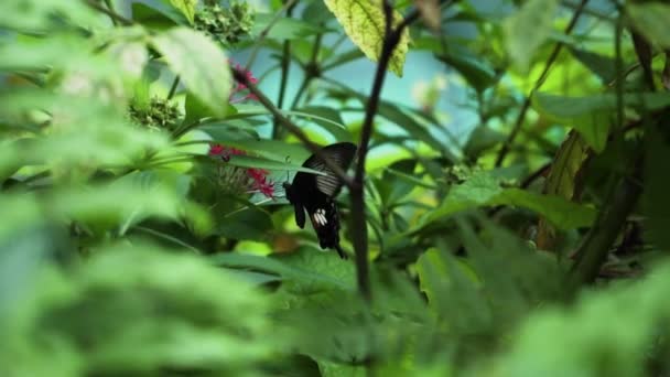 Common Mormon Butterfly Nectar Feeding Flowers Garden Close — Vídeos de Stock