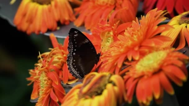 Bahçe Sığınağında Gerbera Papatya Çiçekleri Nin Nektarını Yudumlayan Kelebek Kelebeği — Stok video