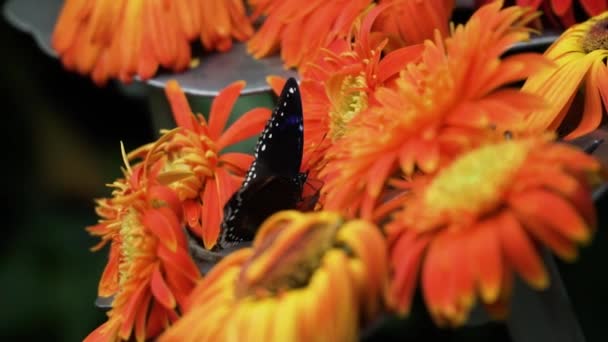 Bloeiende Oranje Gerbera Daisy Bloemen Met Struisende Blauwe Maan Vlinder — Stockvideo