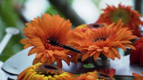 Große Eierfliege Schmetterling Blühenden Orangen Gerbera Daisy Flowers Nahaufnahme — Stockvideo
