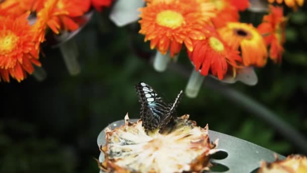 Piękny Clipper Motyl Żywiący Się Kawałkiem Ananasa Ogrodzie Sanktuarium Zamknij — Wideo stockowe