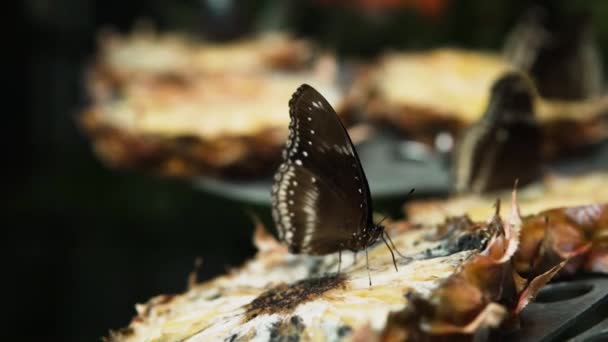 Blue Moon Butterfly Alimentação Abacaxi Santuário Jardim Macro — Vídeo de Stock