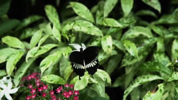Звичайний Метелик Мормонів Змахує Крилами Саду Закриття — стокове відео