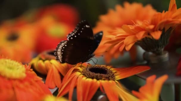 Portret Van Een Grote Eiervlinderbestuiving Oranje Gerbera Daisy Flower Selectieve — Stockvideo
