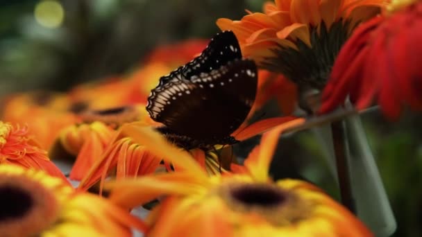 Gyönyörű Nagy Eggfly Etetés Virágzó Gerbera Flowers Közelkép — Stock videók