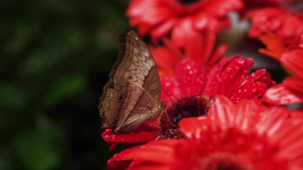Néctar Alimentación Mariposa Vindula Flores Rojas Macro — Vídeo de stock