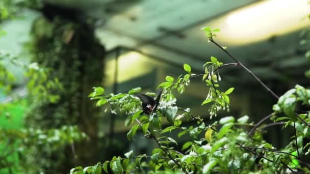 Papilio Nephelus Fjäril Flaxande Vingar Grön Buske Växt Vid Fristaden — Stockvideo