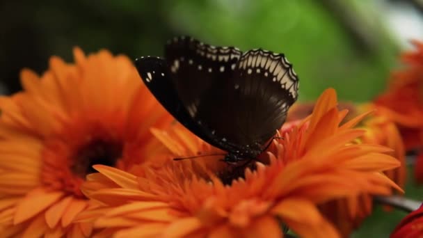 Close Common Eggfly Sucking Nectar Orange Gerbera Daisies — Video