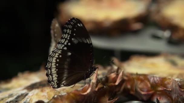 Close Shot Blue Moon Motyl Jedzenie Świeże Plastry Ananasa — Wideo stockowe
