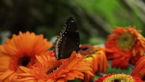 Nahaufnahme Des Weiblichen Blue Moon Eggfly Butterfly Auf Orangen Gerbera — Stockvideo