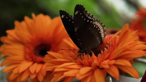 Blue Moon Butterfly Barching Blooming Orange Gerbera Flowers Garden Nahaufnahme — Stockvideo