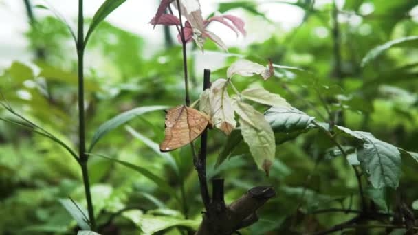 Vindula Butterfly Perching Leaves Plant Butterfly Sanctuary Close — Vídeo de stock