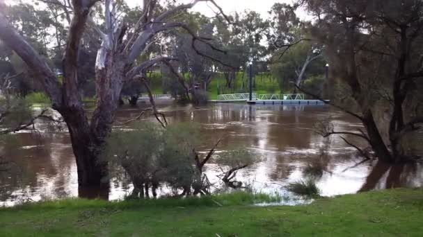 Aerial Dolly Left Shot Flooded River Βυθισμένα Δέντρα Περθ Αυστραλίας — Αρχείο Βίντεο