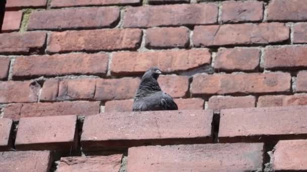 在波兰华沙 鸽子坐在一个带有砖墙立面的建筑的边缘上 低角度 — 图库视频影像