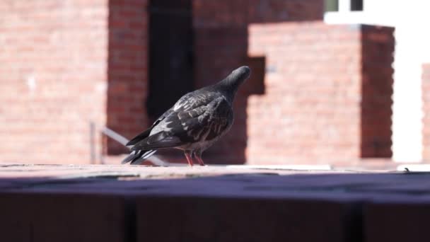 波兰华沙一座红砖建筑的背景下 一只孤独的鸽子栖息在边缘环顾四周 然后飞走了 — 图库视频影像