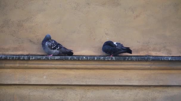 Tauben Vor Der Hausfassade Warschau Polen Nahaufnahme — Stockvideo