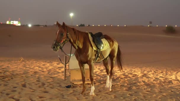 Leashed Horse Standing Alone Desert Dubai City Lights Background — Stock Video