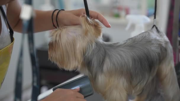 狗狗美容师在狗狗沙龙里给约克郡的狗狗刷牙 — 图库视频影像