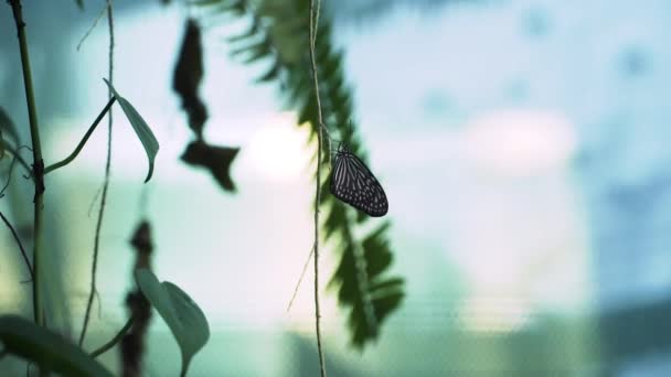 Ideopsis Vulgaris Motyl Siedzący Gałązce Wybiórcza Ostrość — Wideo stockowe
