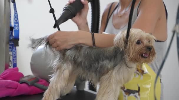 Γκρούμερ Φροντίζει Ένα Χαρούμενο Σκυλί Στο Κομμωτήριο — Αρχείο Βίντεο