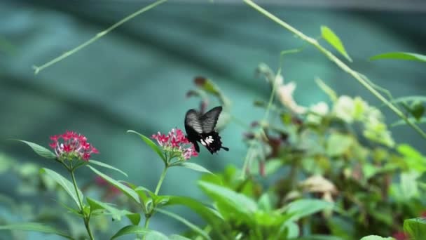 Σκαρφαλώνοντας Κοινή Πεταλούδα Μορμόνων Pentas Lanceolata Λουλούδια Επιλογή Στιγμιότυπου Εστίασης — Αρχείο Βίντεο