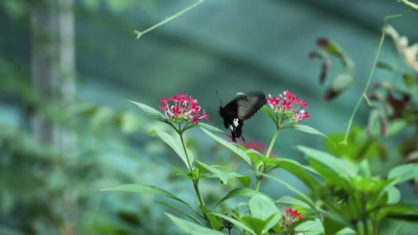 Pentas Lanceolata Çiçeklerinde Kanat Çırpan Mormon Kelebeği Seçici Odaklanma Vuruşu — Stok video