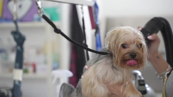 Gelukkige Hond Bij Huisdier Salon Wordt Geblazen Door Een Bruidegom — Stockvideo