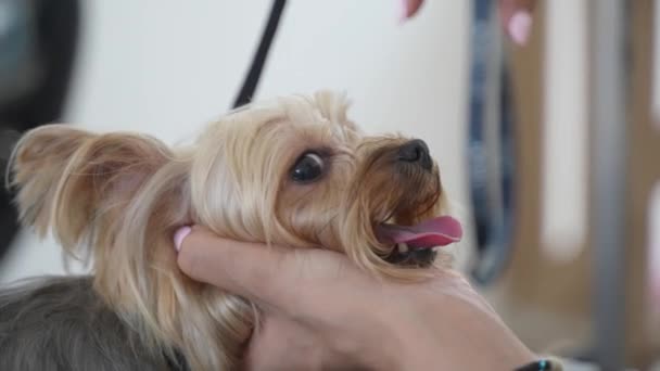 Kutyaszőr Levágása Ollóval Egy Kutyaszalonban Háziállatok Gondozása — Stock videók
