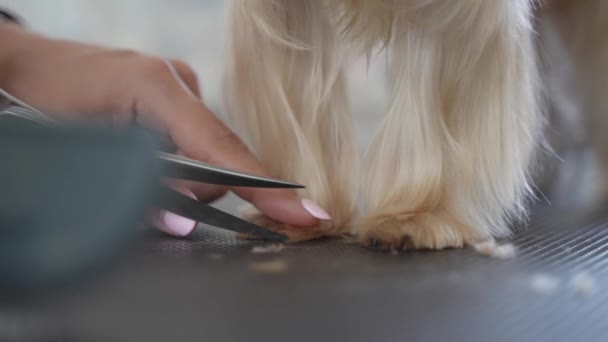 Professioneller Haarschnitt Und Hundepflege Yorkshire Terrier Pflegesalon — Stockvideo