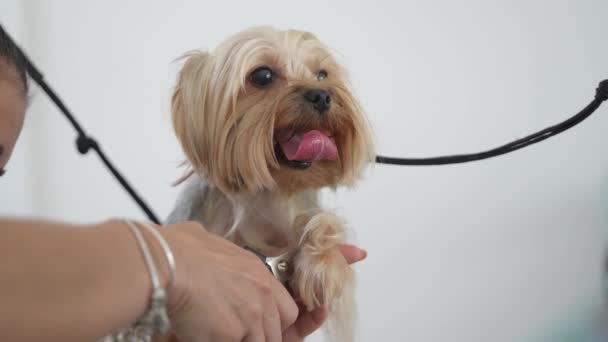 Hondenverzorger Knipt Nagels Van Yorkshire Terrier Een Hondensalon — Stockvideo