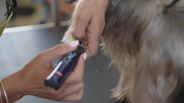 Pfotenpflege Von Yorkshire Terrier Hundesalon Nahsicht — Stockvideo