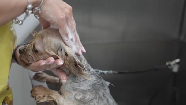 Yorkshire Terrier Ducharse Con Champú Perro Tomando Baño Burbujas Salón — Vídeos de Stock