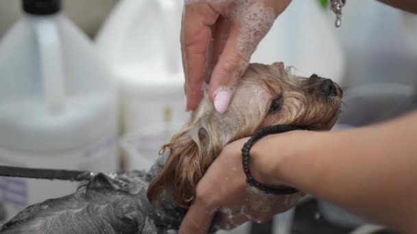 在美容院里洗洗约克郡猎狗的脑袋 — 图库视频影像