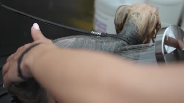 在避难所的淋浴间里给被救的狗洗澡 — 图库视频影像
