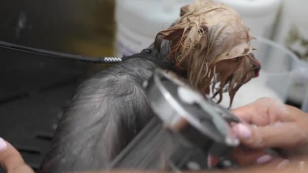 Zuhanyozás Yorkshire Terrier Egy Kutya Szalonban Felkészülés Kutya Show — Stock videók