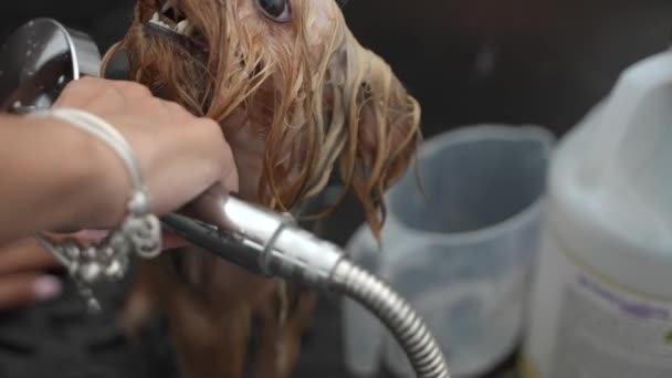 Dog Groomer Wäscht Glücklichen Yorkshire Terrier Einem Hundesalon — Stockvideo
